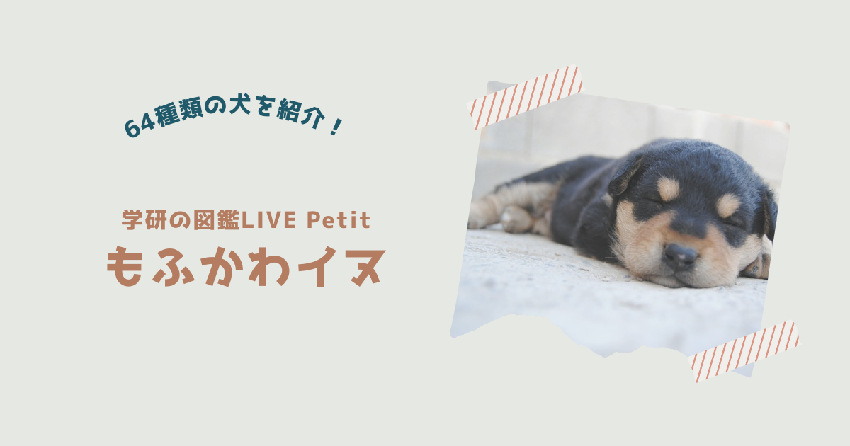『もふかわイヌ』紹介